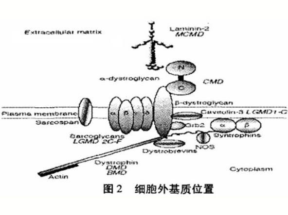 骨架蛋白、肌力與骨骼肌微損傷的關(guān)系研究