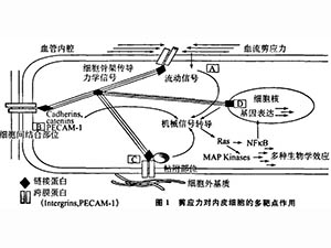 血流剪應(yīng)力、生物力藥理學(xué)與疾病防治
